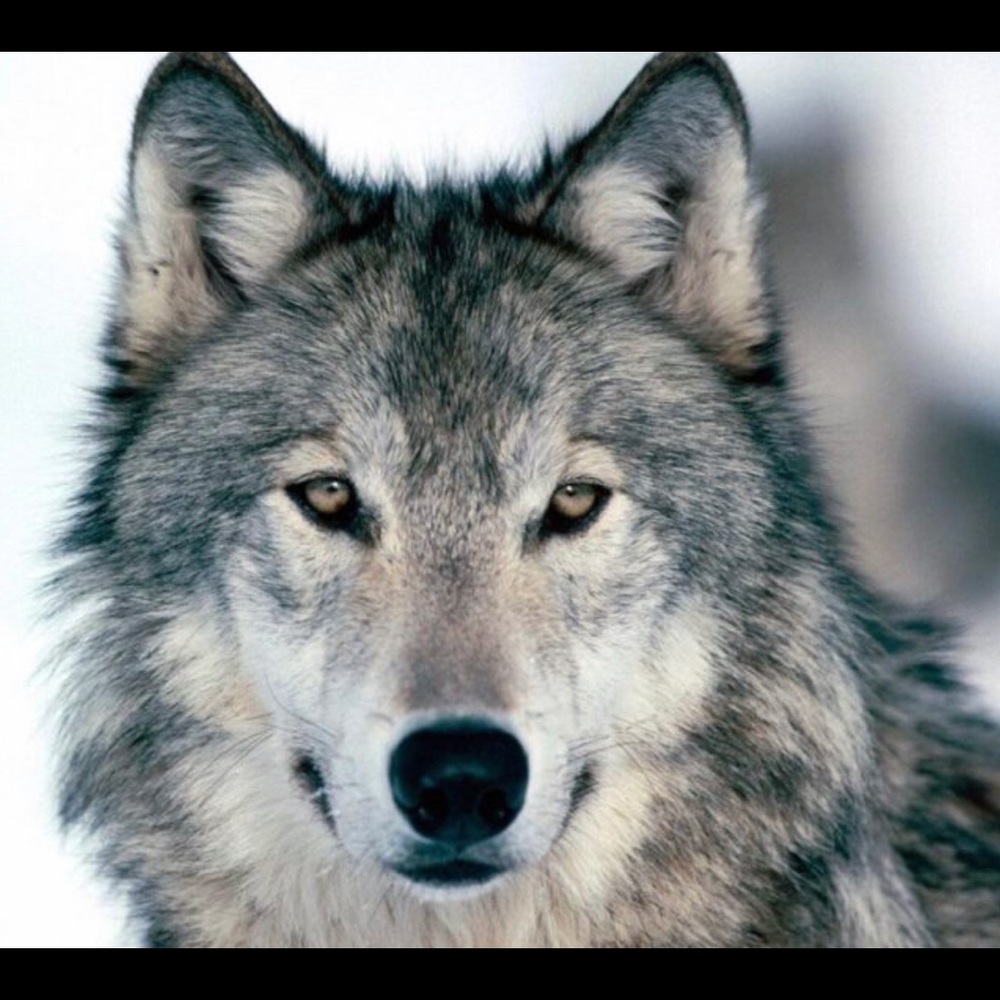 Meet your Posher, Izzy